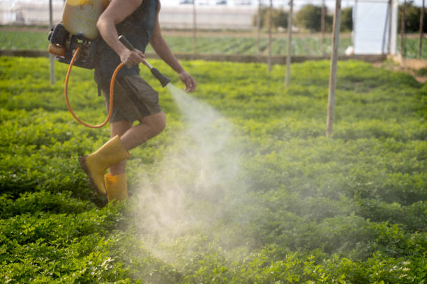 Best Affordable Pest Control Services  in Locust Grove, GA