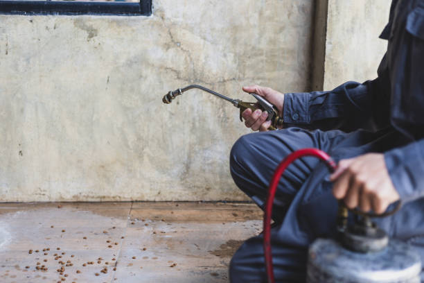 Best Wasp Removal Services  in Locust Grove, GA